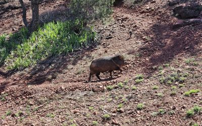 Javelina Using the Path in our Yard